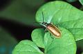 lagria hirta